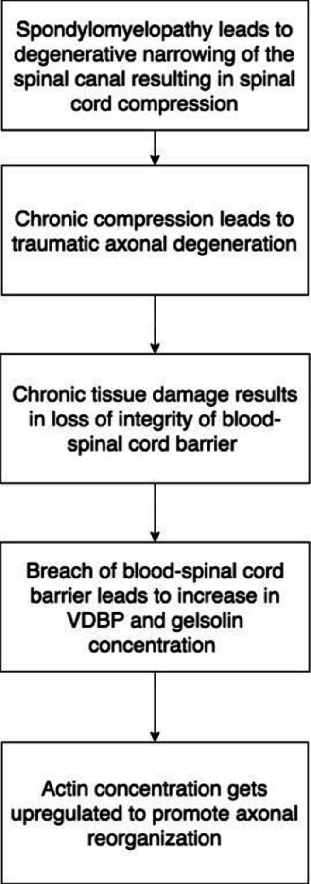 【佳学基因检测】脊髓型颈椎病的基因检测及蛋白质组学检测指标 【佳学基因检测】脊髓型颈椎病的基因检测及蛋白质组学检测指标